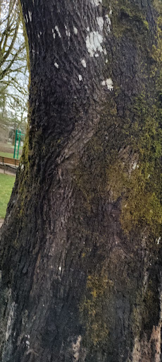 Dallas City Park Disc Golf Course - Thumbnail