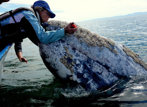 Whale Magic Tours - Mexico