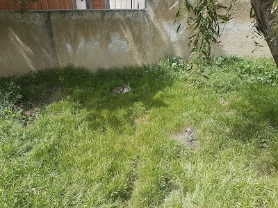 Photos of Salah El-Din Park