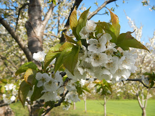 Photo n°19 de D’Ame Saveurs - Camping des vignes à Dun (Terrain pour camping-cars)
