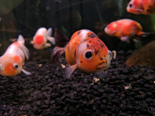 Ultimate Aquarium Inc - Thumbnail
