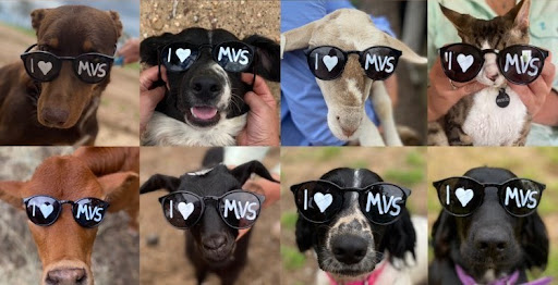 Meliora Veterinary Services