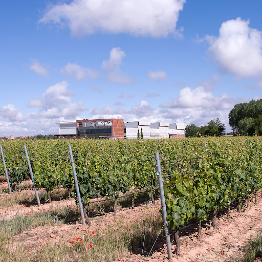 Bodega y Viñedos Martín Berdugo - Ribera del Duero