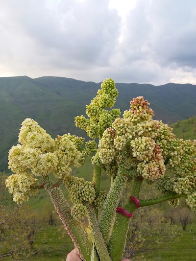 Photos of Sidakan