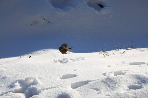 Cappenberger Wald - Thumbnail