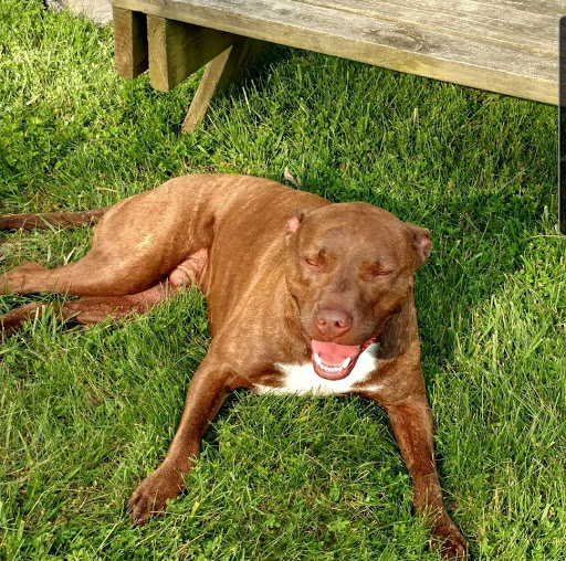 DownHome Veterinary Clinic, LLC Gallery - United States