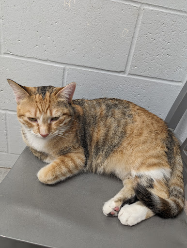 Tri County Animal Emergency Clinic - Thumbnail