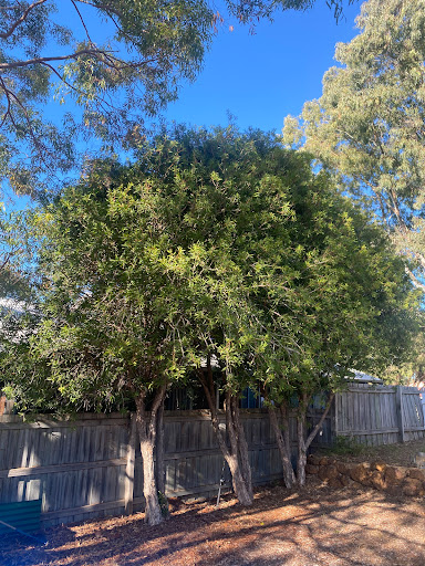Tree Loppers South West - Thumbnail
