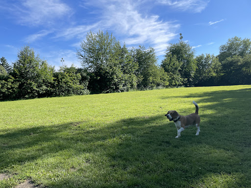 Öffentliche Hundewiese - Thumbnail