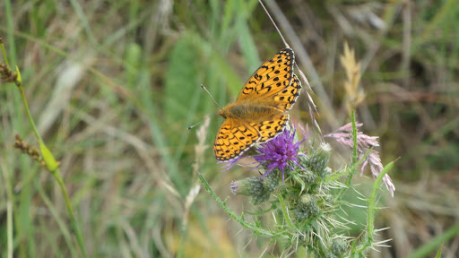 Smardale Gill Nature Reserve Parking - Thumbnail