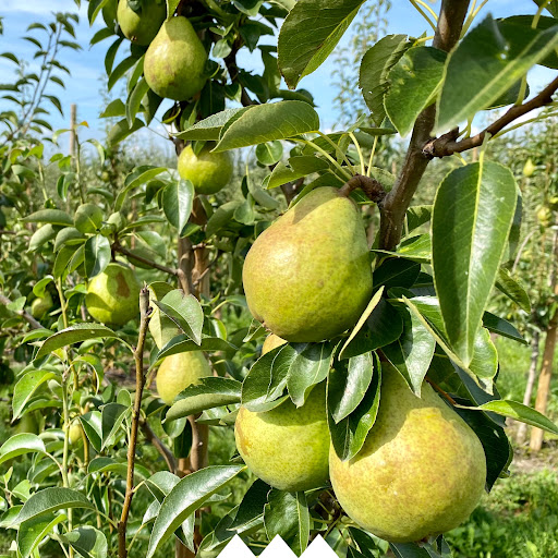 Obsthof Zörner / Obstvertrieb Zörner GmbH - Thumbnail