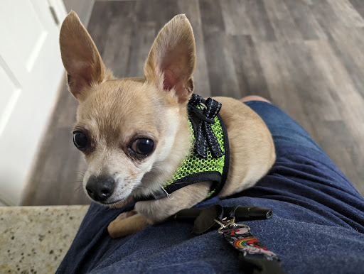 East Tennessee Veterinary Hospital @ Gray