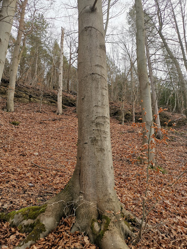 Naturlehrpfad Buchberg "die Rotbuche"