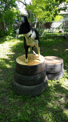Nemo & Lux's dog park - Thumbnail