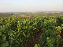 Maison de vins Pierre Mayeul à Beaune
