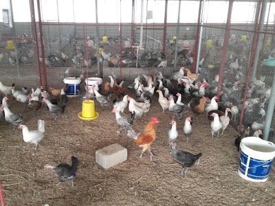 Photos of Alamir Farm مزرعة الامير