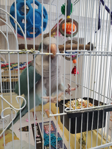 BiZee Bird Store Gallery - United States