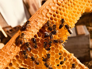 Photo n°4 de le rucher poète APICULTEUR. vente sur rdv à Porte-des-Bonnevaux (Ferme bio)