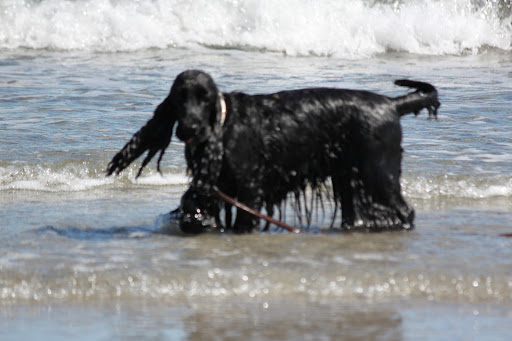 Cockerspaniel "von Ester´s Castle"