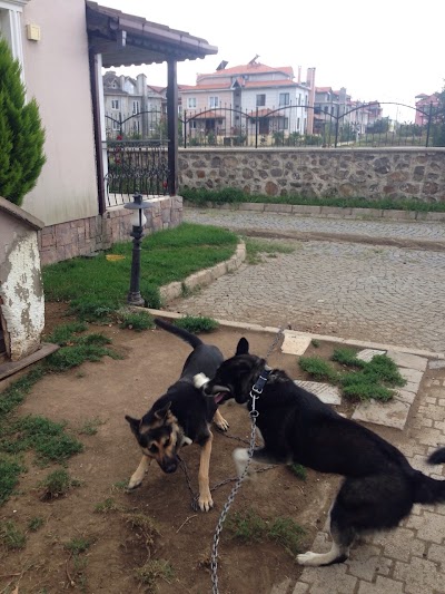 veterinary-care