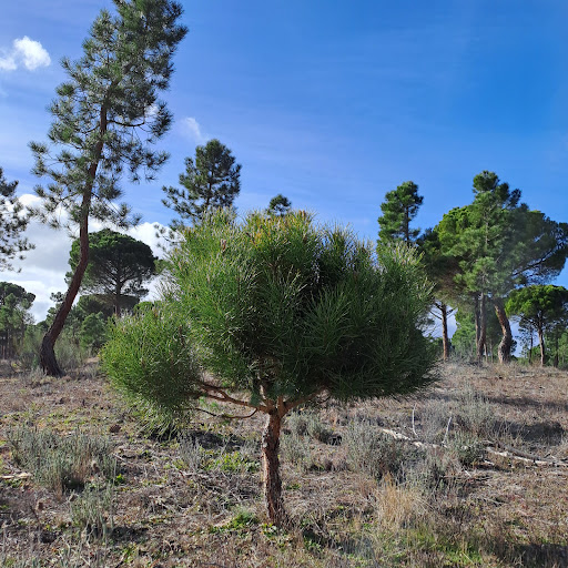 Recordarmiarbol - Visual