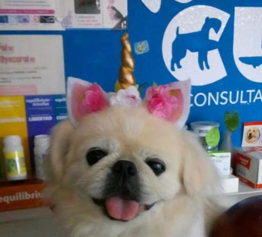 Estetica y clinica veterinaria cucos Paseos del mar