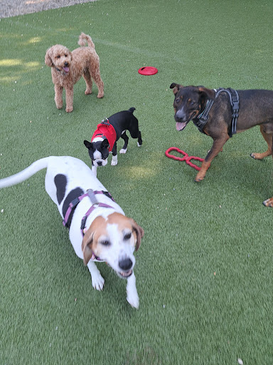 Burlington Dog Park at Rahanis Park - Thumbnail