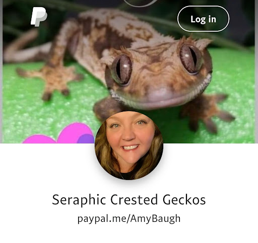 Seraphic Crested Geckos