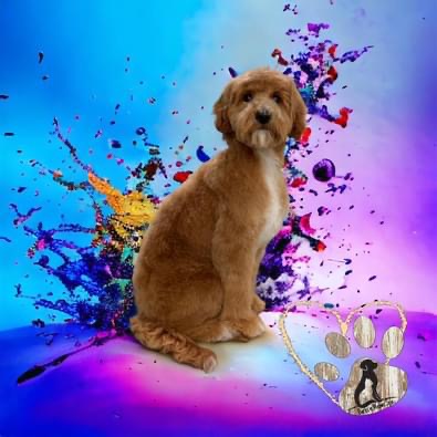 Barks -n- Meows Pet Grooming Spa and Gift Shop - Thumbnail