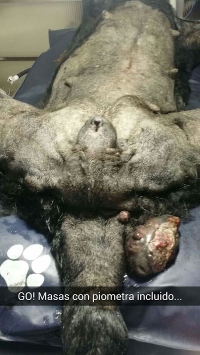 Photos of Veterinaria Aimola a Domicilio