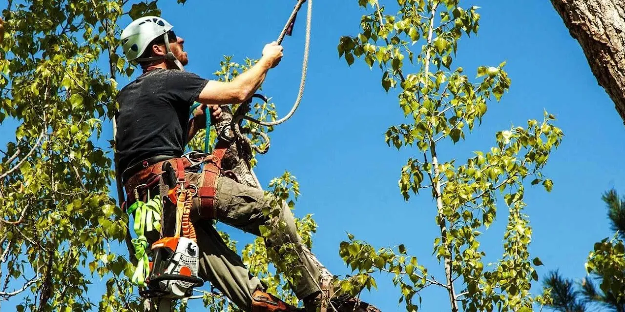 JJ Treetops LLC