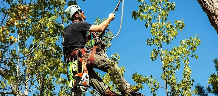 JJ Treetops LLC