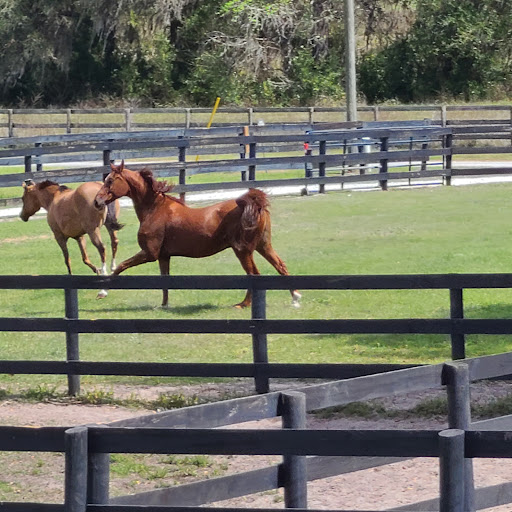 Colonial Downs Training Center Gallery - United States