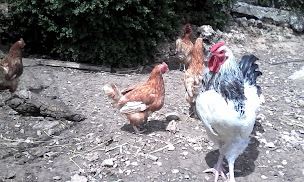 Photo n°36 de Ferme Caussenarde d'Autrefois (sur réservation en ligne l'hiver) à Hures-la-Parade (Musée)