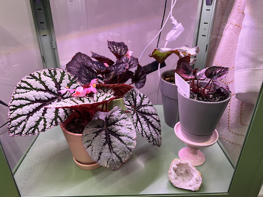 Begonia Studio - Visual