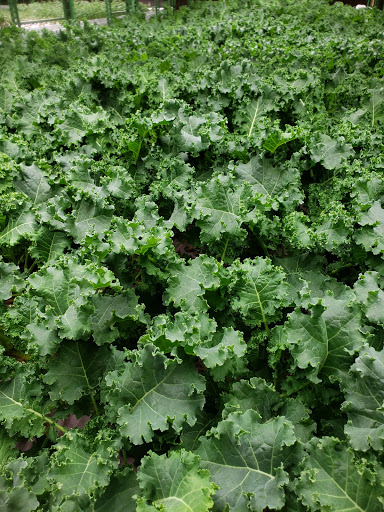Farm To Fork Fresh Herbs & Veggies