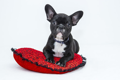 Animal Planet Bacoli - Pet Shop & Toelettatura