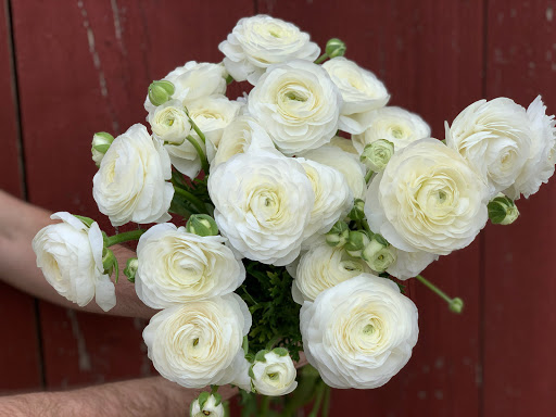 Amande Floweret Floral - Thumbnail