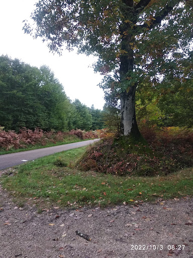 Randonnée dans la Forêt d'Othe