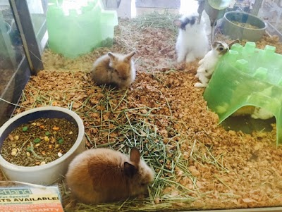Photos of Petland Robinson
