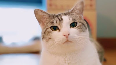 しらさぎカフェ