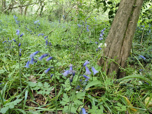 Bocking Blackwater Nature Reserve - Thumbnail