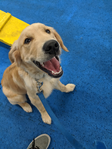 Canine Academy, LLC - Thumbnail