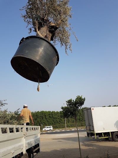 Photos of Warsan dubai nursery