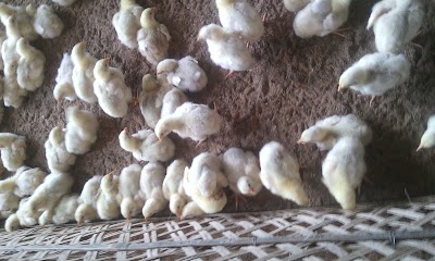 Photos of Mijba Poultry & Fish