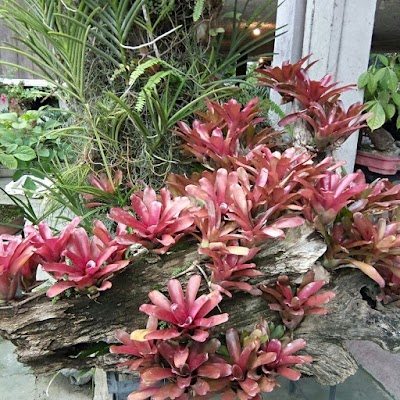 Photos of LUCIAS MILAGRO Garden