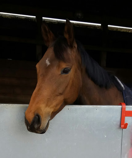 Blaby Mill Stables - Thumbnail