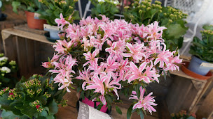 Photo n°18 de O'Floralys à Le Grand-Quevilly (Fleuriste)