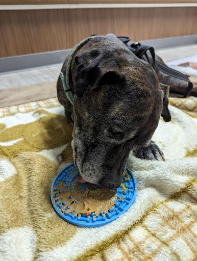 Southwest Veterinary Medical Center - Thumbnail