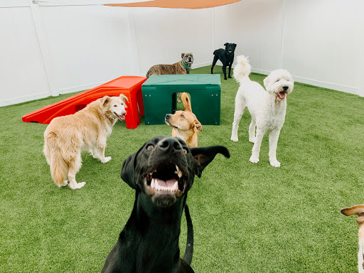 The Ark Pet Spa & Hotel - Red Bank - Thumbnail